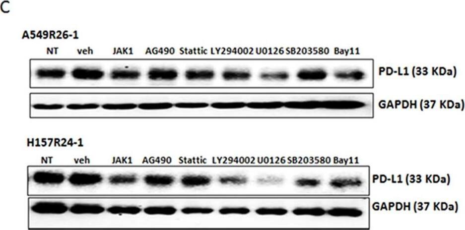 Detection of Human PD-1 by Western Blot