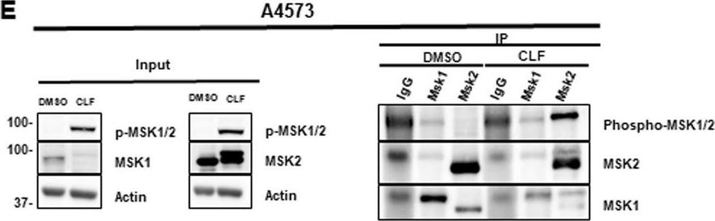 Detection of Human MSK1/MSK2 by Western Blot