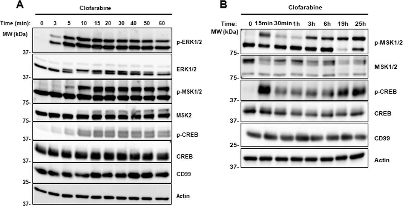 Detection of Human MSK1/MSK2 by Western Blot