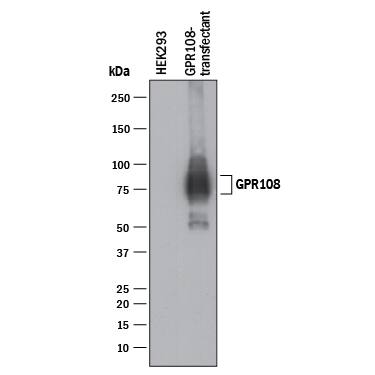 Detection of Human GPR108 by Western Blot.