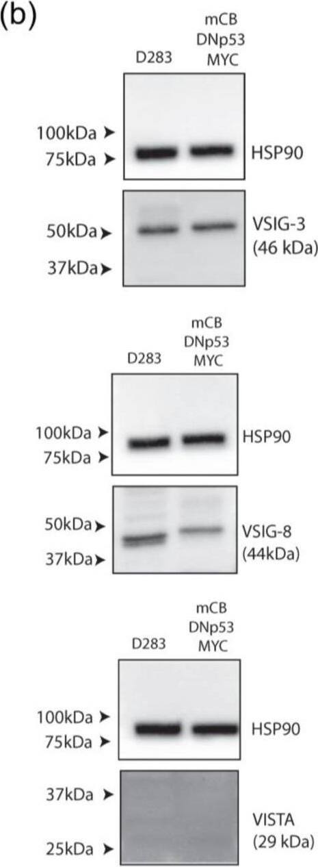 Detection of VSIG3 by Western Blot