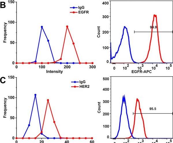 Detection of ErbB2/Her2 by Flow Cytometry