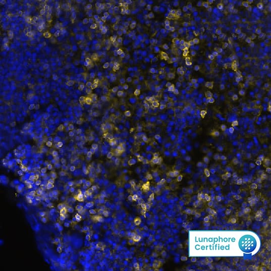 Detection of CD45 in Mouse Spleen via seqIF™ staining on COMET™