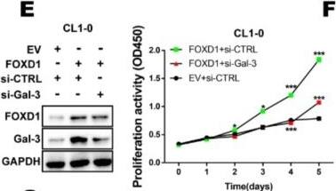 Detection of Galectin-3 by Western Blot
