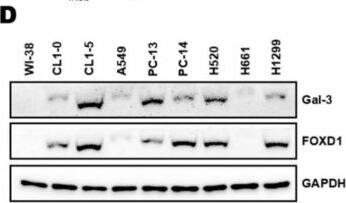 Detection of Galectin-3 by Western Blot