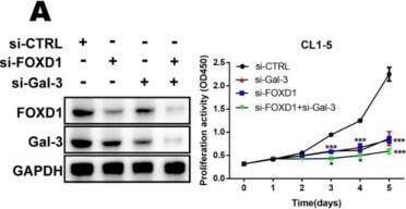 Detection of Galectin-3 by Western Blot