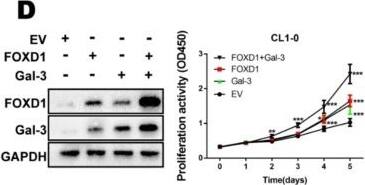 Detection of Galectin-3 by Western Blot