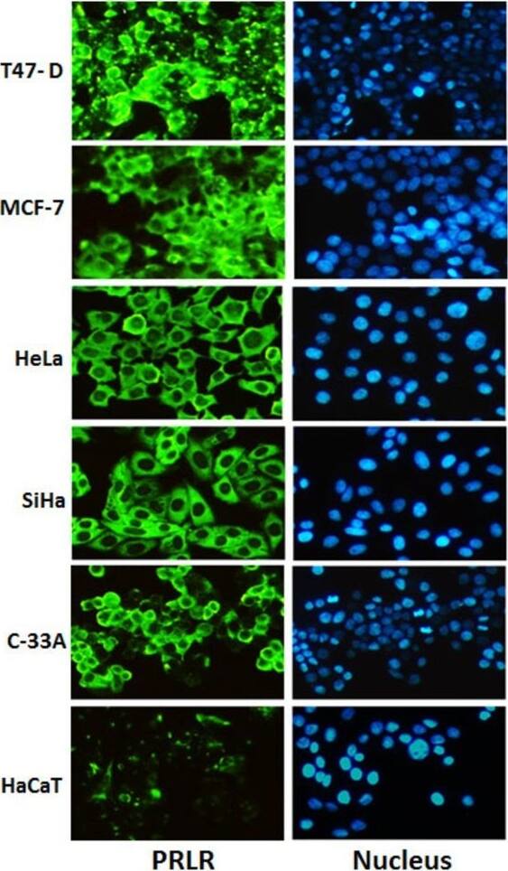 Detection of Human Prolactin R by Block/Neutralize