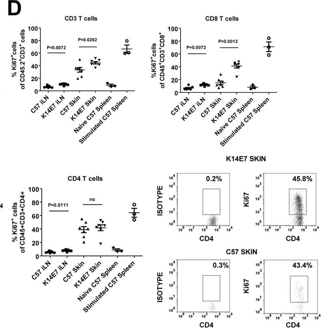 Detection of CD8 alpha by Flow Cytometry