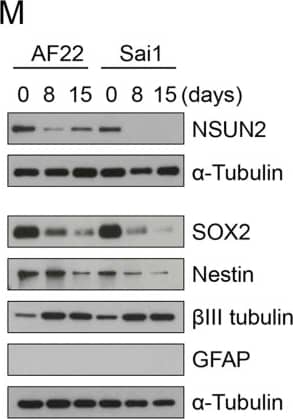 Detection of Human beta-III Tubulin by Western Blot
