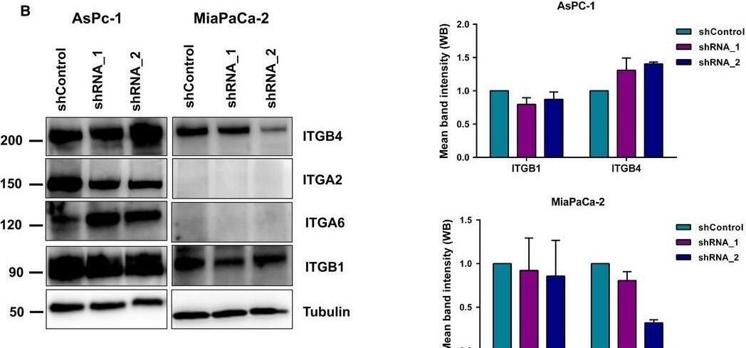 Detection of Human Integrin alpha 2/CD49b by Western Blot