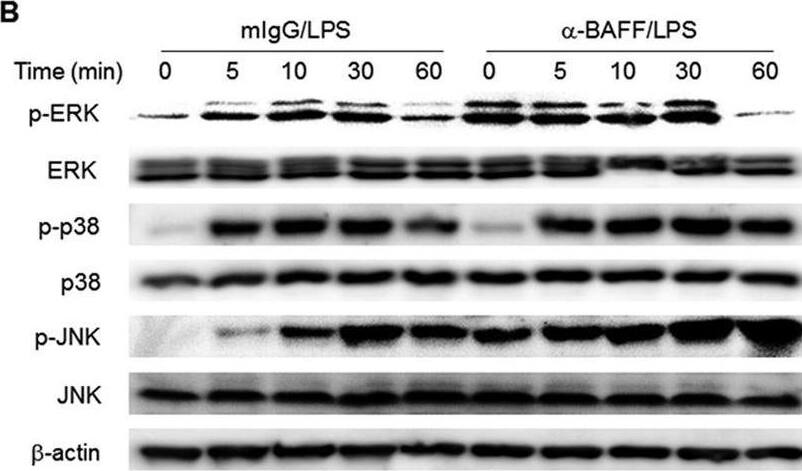 Detection of BAFF/BLyS/TNFSF13B by Western Blot
