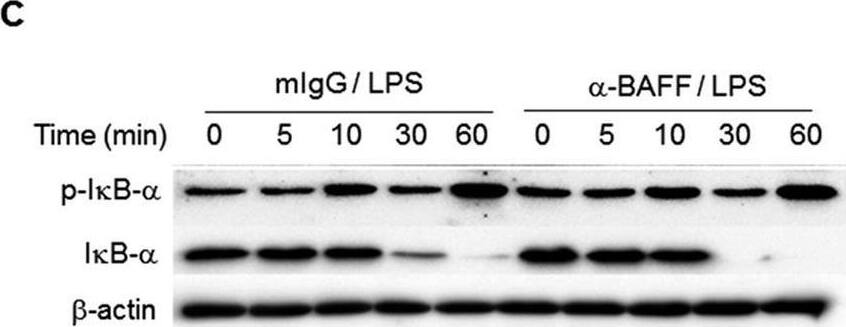 Detection of BAFF/BLyS/TNFSF13B by Western Blot