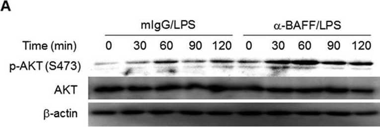 Detection of BAFF/BLyS/TNFSF13B by Western Blot