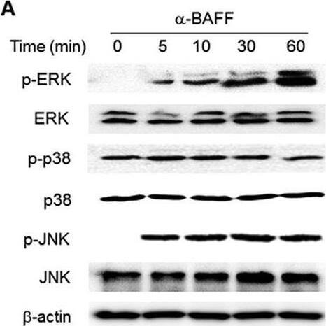 Detection of BAFF/BLyS/TNFSF13B by Western Blot