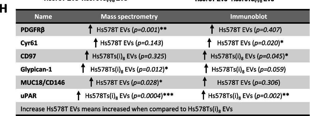 Detection of PDGF R beta by Western Blot