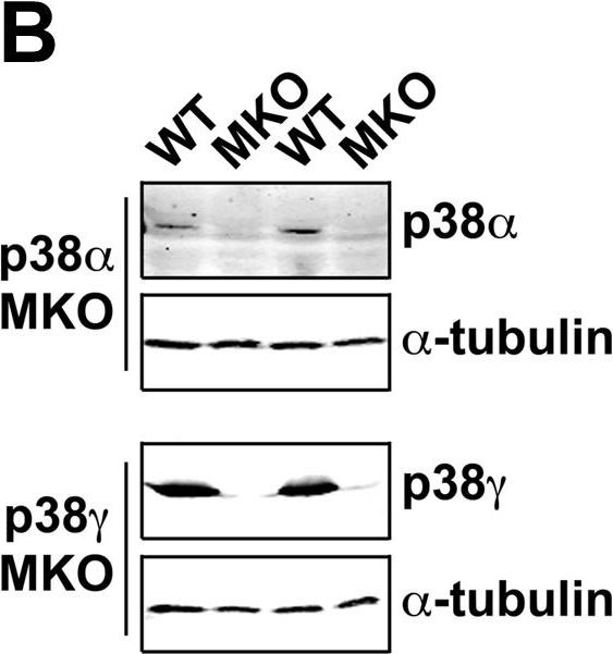 Detection of Mouse p38 gamma by Western Blot