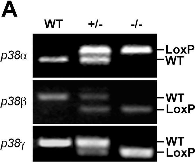 Detection of Mouse p38 gamma by Western Blot