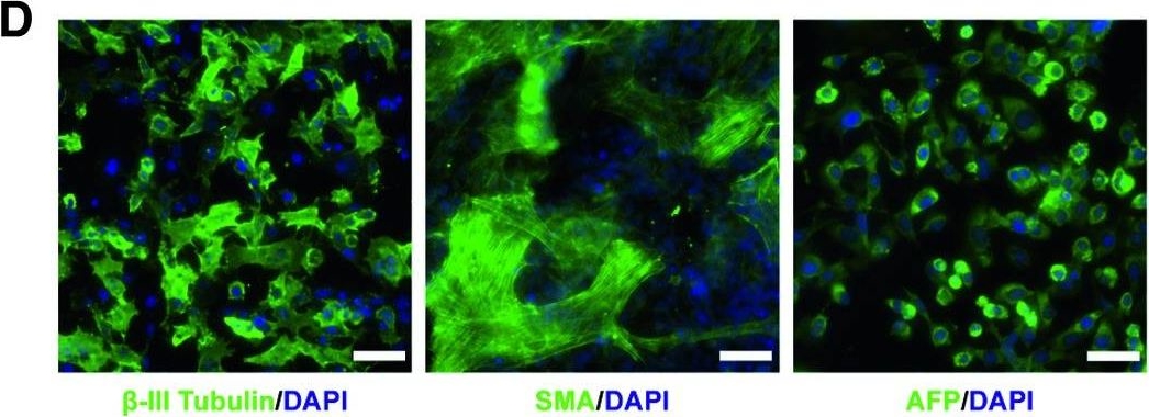 Detection of Human alpha-Fetoprotein/AFP by Immunocytochemistry/Immunofluorescence