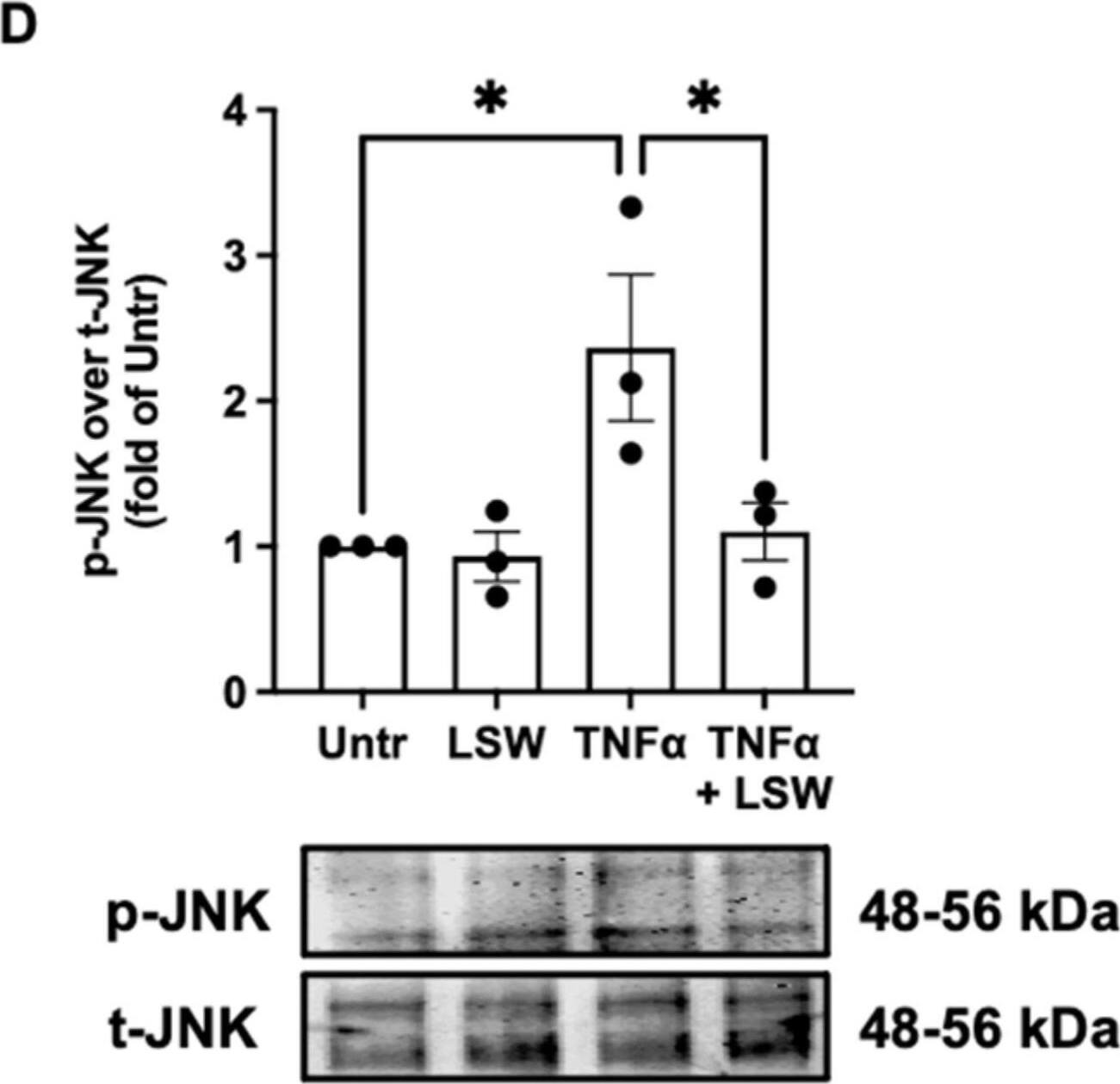 Detection of Human JNK1/2/3 by Western Blot