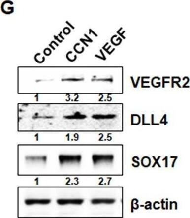 Detection of DLL4 by Western Blot