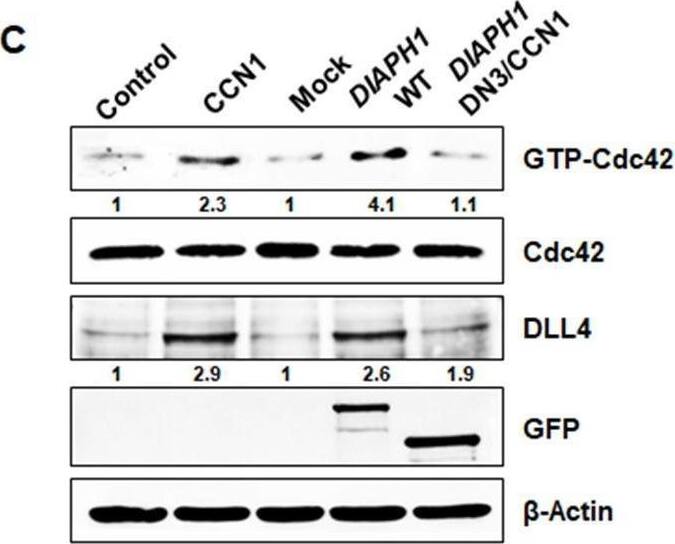 Detection of DLL4 by Western Blot