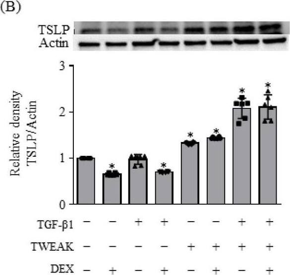 Detection of TSLP by Western Blot