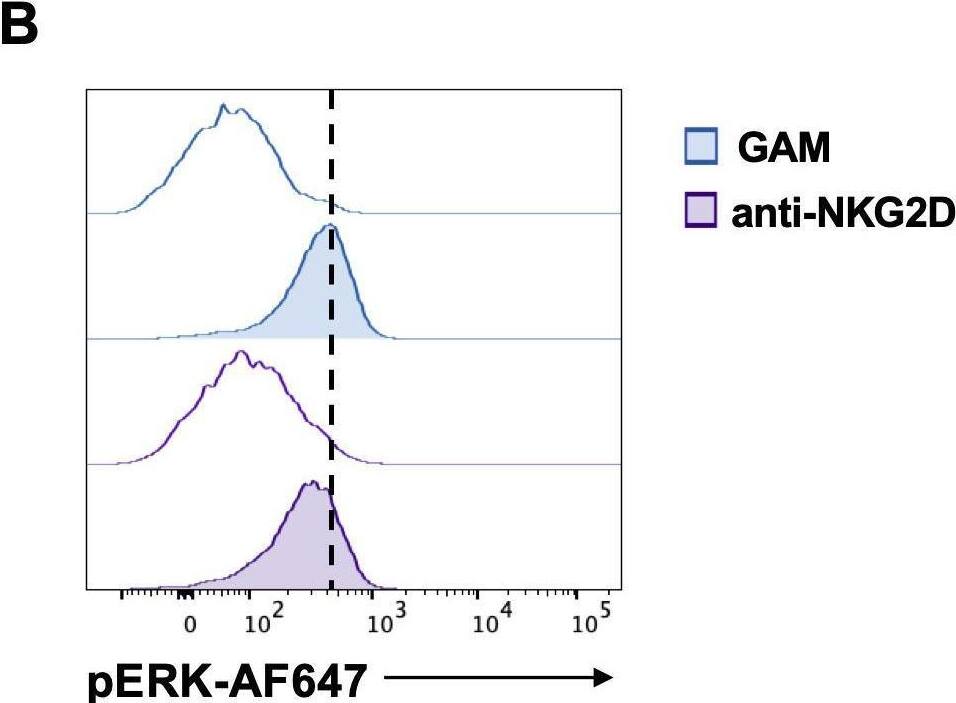 Detection of NKG2D/CD314 by Flow Cytometry
