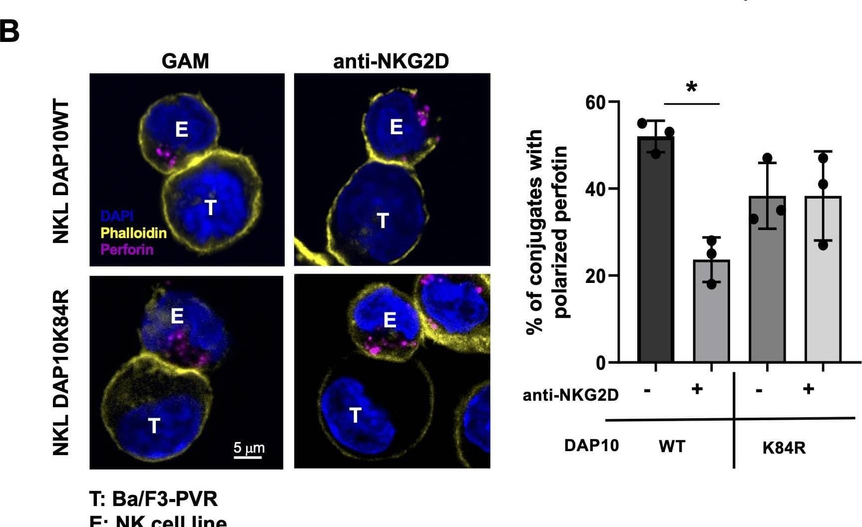 Detection of NKG2D/CD314 by Immunocytochemistry/ Immunofluorescence