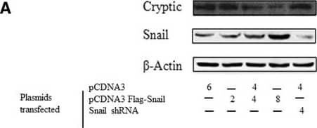 Detection of Cryptic by Western Blot