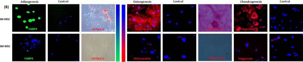 Detection of Rat Osteocalcin by Immunocytochemistry/Immunofluorescence