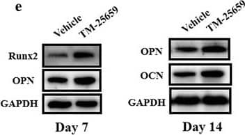 Detection of Human Osteocalcin by Western Blot