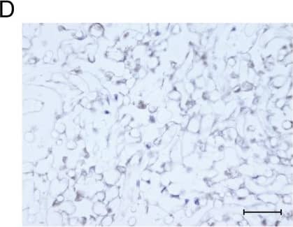Detection of Human Osteocalcin by Immunocytochemistry/Immunofluorescence