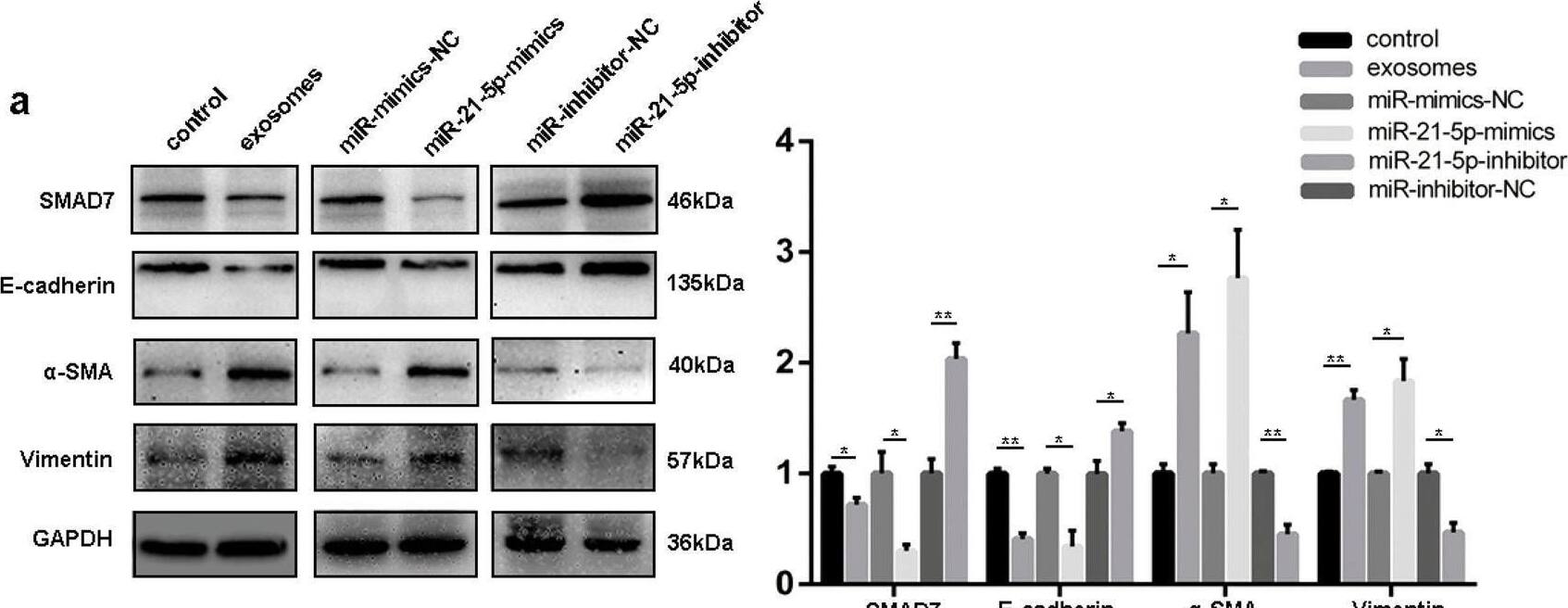 Detection of alpha -Smooth Muscle Actin by Western Blot