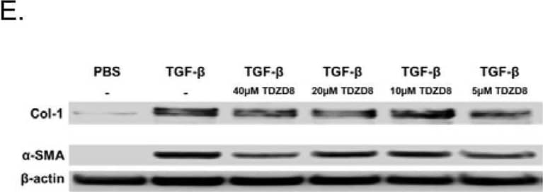 Detection of alpha -Smooth Muscle Actin by Western Blot