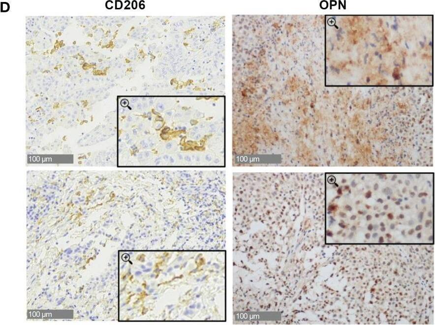 Detection of Human Osteopontin/OPN by Immunohistochemistry-Paraffin