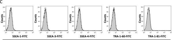 Detection of Canine Human/Mouse SSEA-4 Antibody by Flow Cytometry