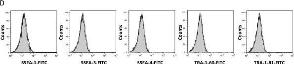 Detection of Canine SSEA-4 by Flow Cytometry