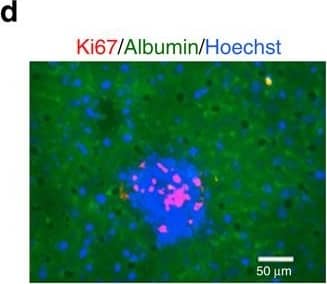 Detection of Mouse Albumin by Immunohistochemistry Detection of Mouse Albumin by Immunohistochemistry