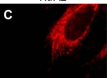 Detection of HTRA2/Omi by Immunocytochemistry/ Immunofluorescence