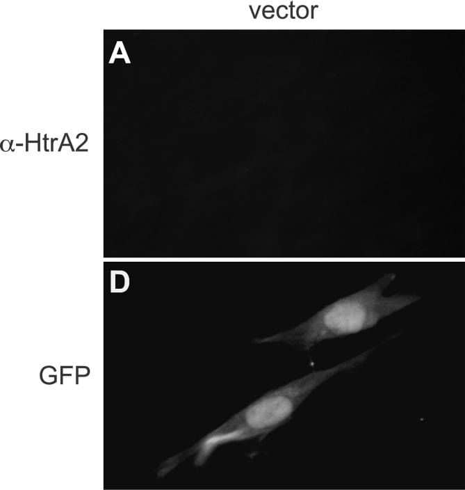 Detection of HTRA2/Omi by Immunocytochemistry/ Immunofluorescence