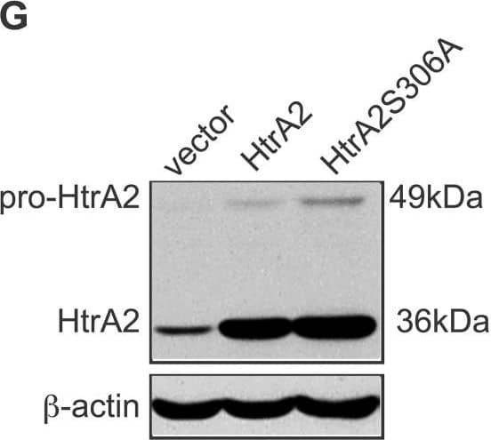 Detection of HTRA2/Omi by Western Blot