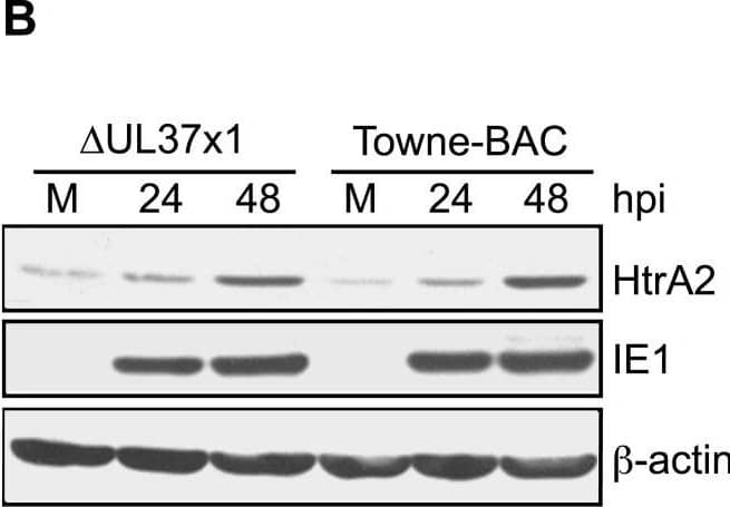Detection of HTRA2/Omi by Western Blot