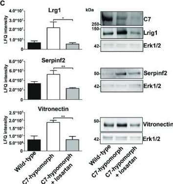 Detection of Mouse Serpin F2/alpha 2-Antiplasmin by Western Blot