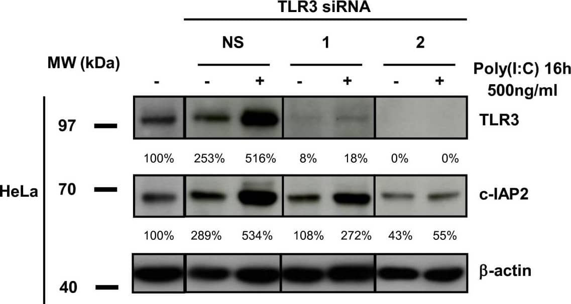 Detection of Human TLR3 by Western Blot