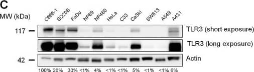 Detection of TLR3 by Western Blot