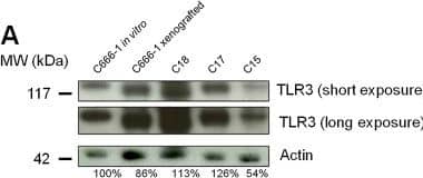 Detection of TLR3 by Western Blot