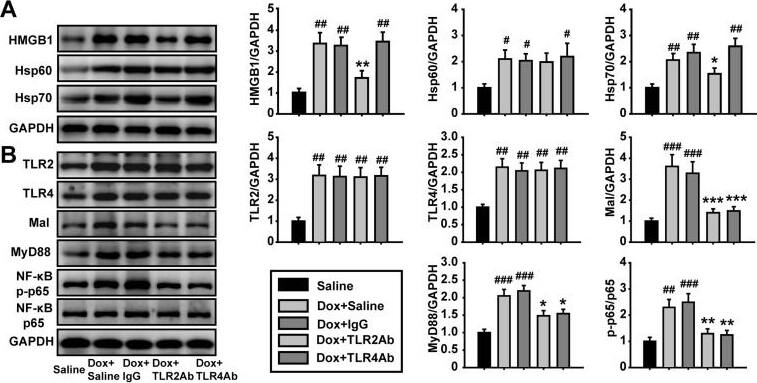 Detection of Mouse TLR2 by Western Blot