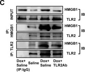 Detection of Mouse TLR2 by Western Blot