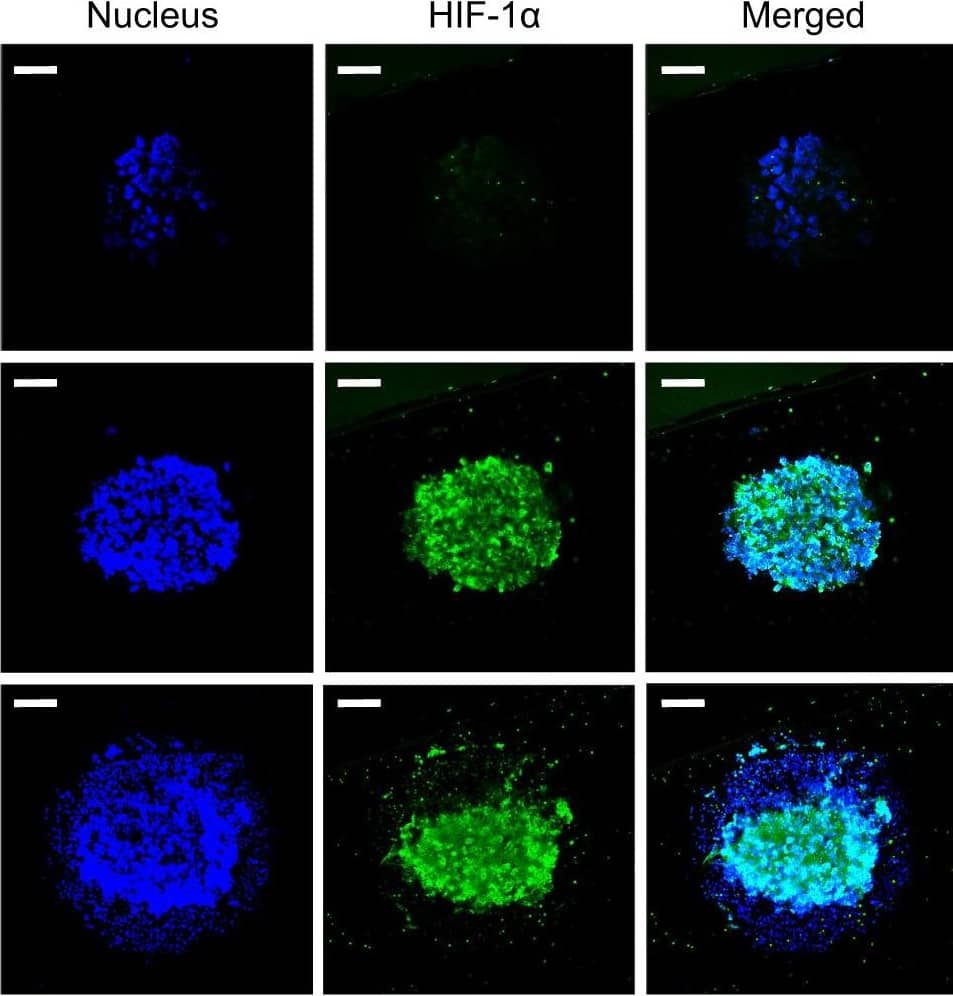 Detection of Human Human/Mouse/Rat HIF-1 alpha/HIF1A Antibody by Immunocytochemistry/ Immunofluorescence